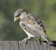 house sparrow