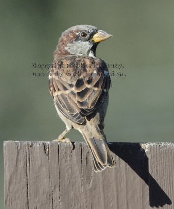 house sparrow