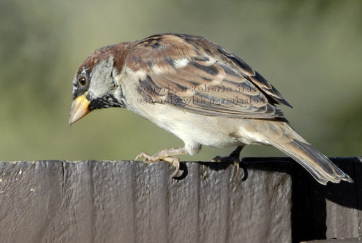 house sparrow looking down