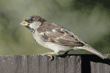 house sparrow on fence