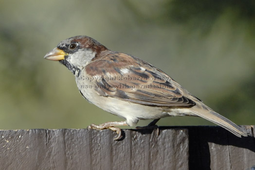 house sparrow on fence