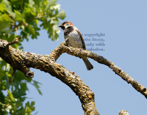 male house sparrow on branch of tree in which it has a nest