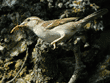 female house sparrow on branch of tree in which it has a nest