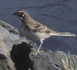 lark sparrow