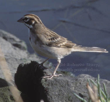 lark sparrow