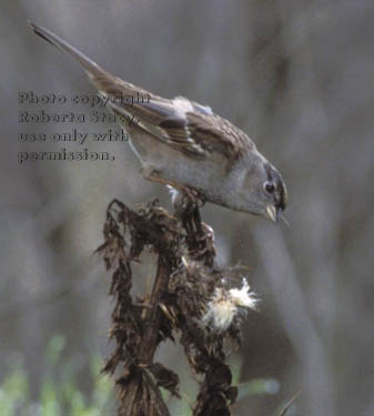 white-crowned sparrow