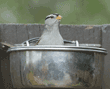 white-crowned sparrow in birdseed bowl