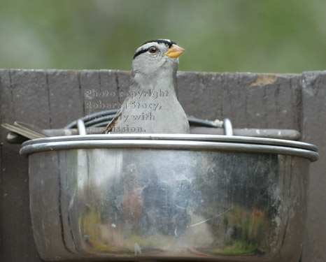 white-crowned sparrow in birdseed bowl