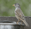 white-crowned sparrow on birdseed bowl