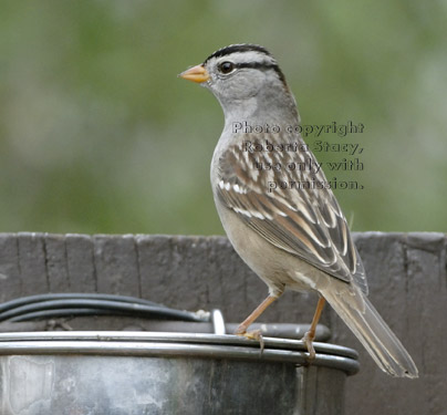 white-crowned sparrow on birdseed bowl