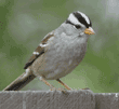 white-crowned sparrow on fence my back yard, Walnut Creek, CA