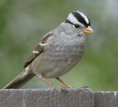 white-crowned sparrow on fence my back yard, Walnut Creek, CA