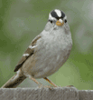 white-crowned sparrow on fence