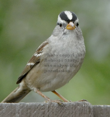 white-crowned sparrow on fencewhite-crowned sparrow on fence