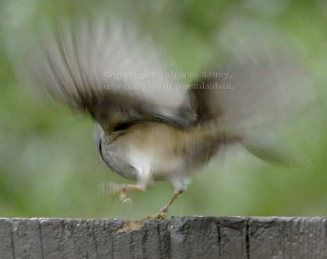 white-crowned sparrow starting to fly away