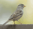 white-crowned sparrow