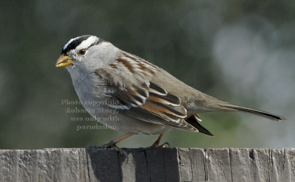 white-crowned sparrow with a sunflower seed in its mouth