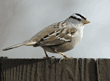 white-crowned sparrow on fence