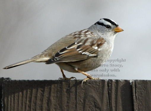 white-crowned sparrow on fence