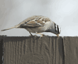 white-crowned sparrow on fence