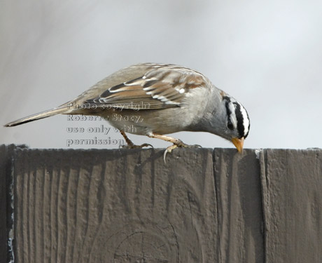 white-crowned sparrow on fence