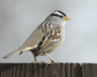 white-crowned sparrow