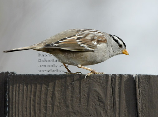 white-crowned sparrow