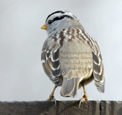 white-crowned sparrow, rear view