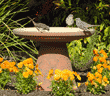 white-crowned sparrows on birdbath