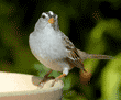 white-crowned sparrow on birdbath