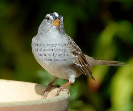 white-crowned sparrow on birdbath