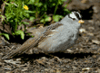 white-crowned sparrow scratching for food on on the ground