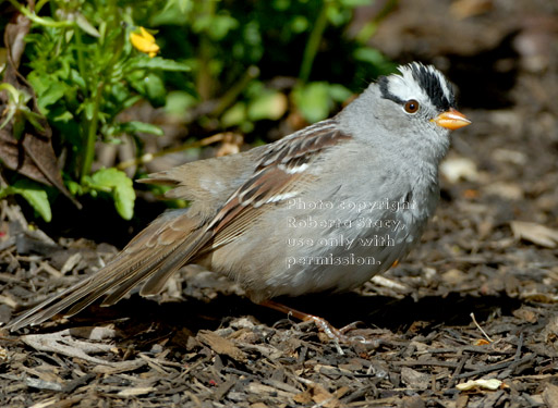 white-crowned sparrow scratching for food on on the ground