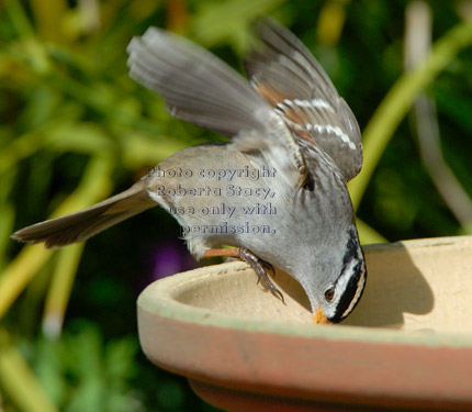 white-crowned sparrow drinking from birdbath