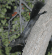 black squirrel on tree