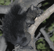 black squirrel in tree
