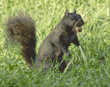 black squirrel with acorn in mouth