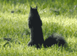 black squirrel facing away from camera