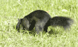 black squirrel burying nut in lawn