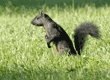 black squirrel standing in grass