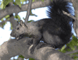 black squirrel with acorn on tree branch