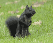 black squirrel standing with acorn in mouth