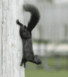 black squirrel going down telephone pole