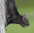 black squirrel with acorn