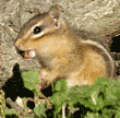 eastern chipmunk with acorn in mouth