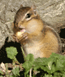 eastern chipmunk holding food
