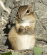 eastern chipmunk with food in paws