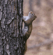 red squirrel (pine squirrel, chickaree)