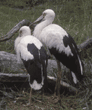 maguari storks