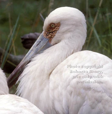 maguari stork